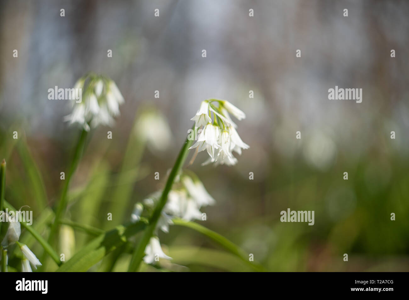 L'Allium triquetrum (three-cornered / mauvaises herbes oignon poireau). UK. Swirly bokeh flou Banque D'Images