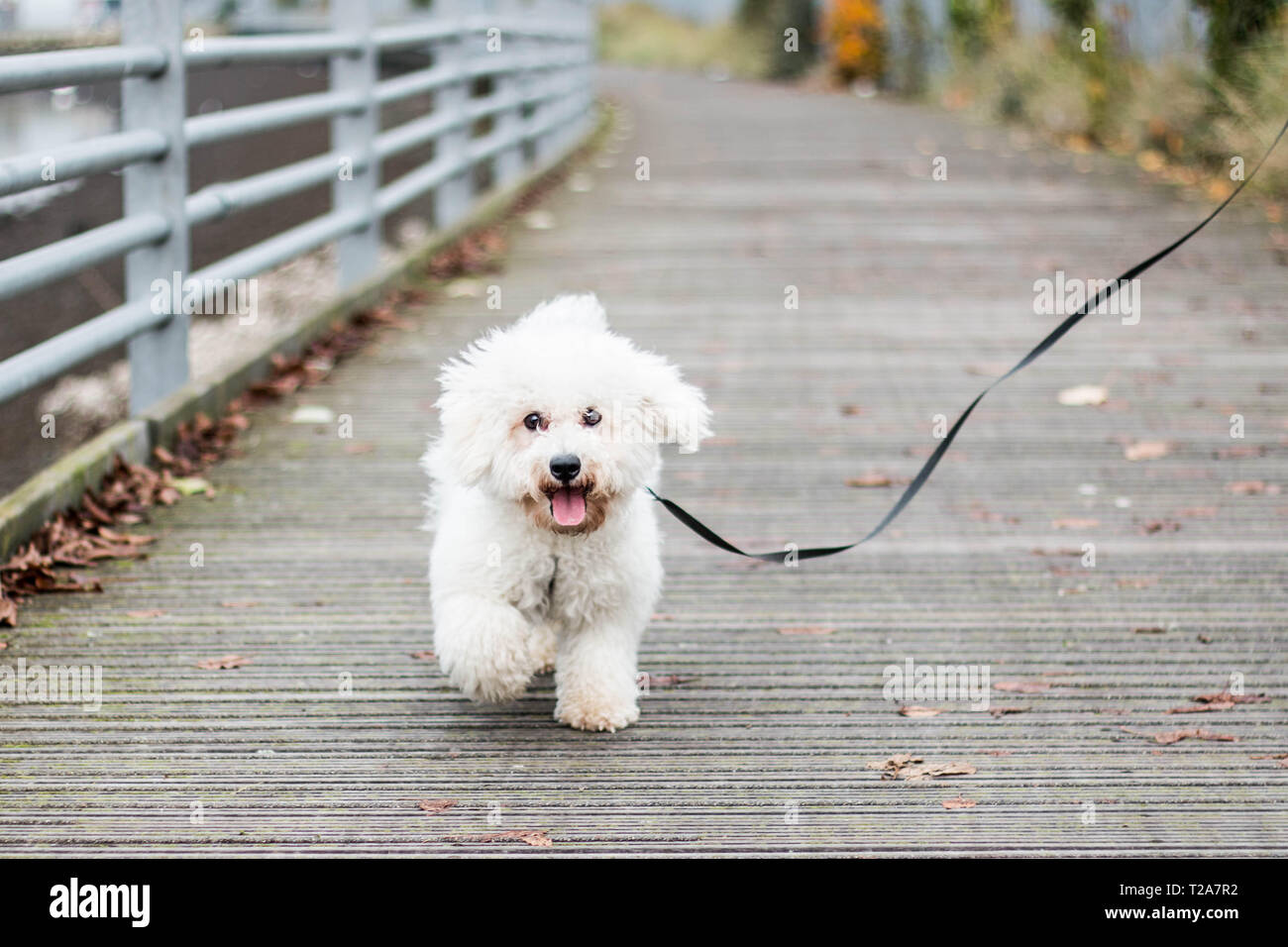 Bichon frisé Banque D'Images