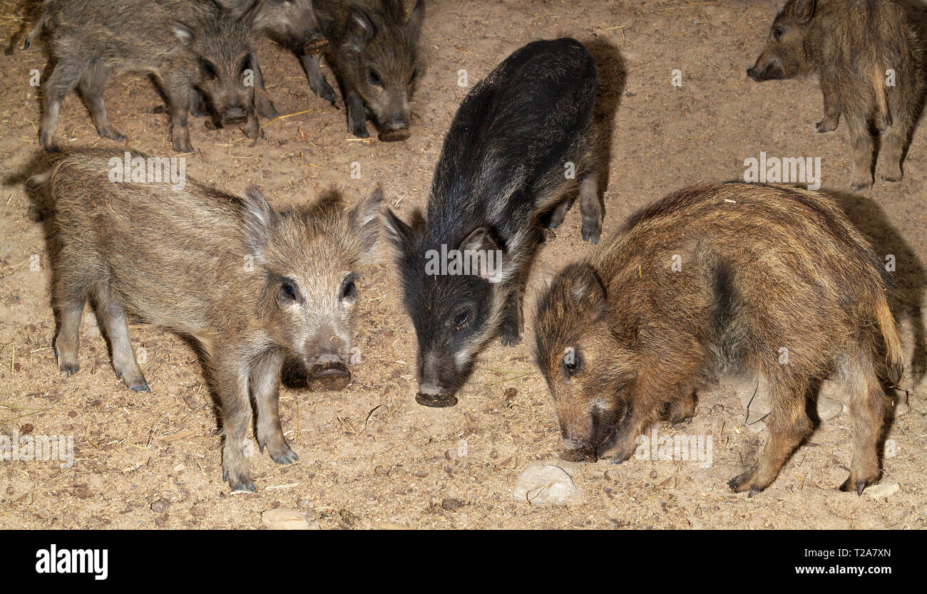 Petits de l'gibrit d'un sanglier et porc domestique chercher un fourrage. format horizontal. Banque D'Images