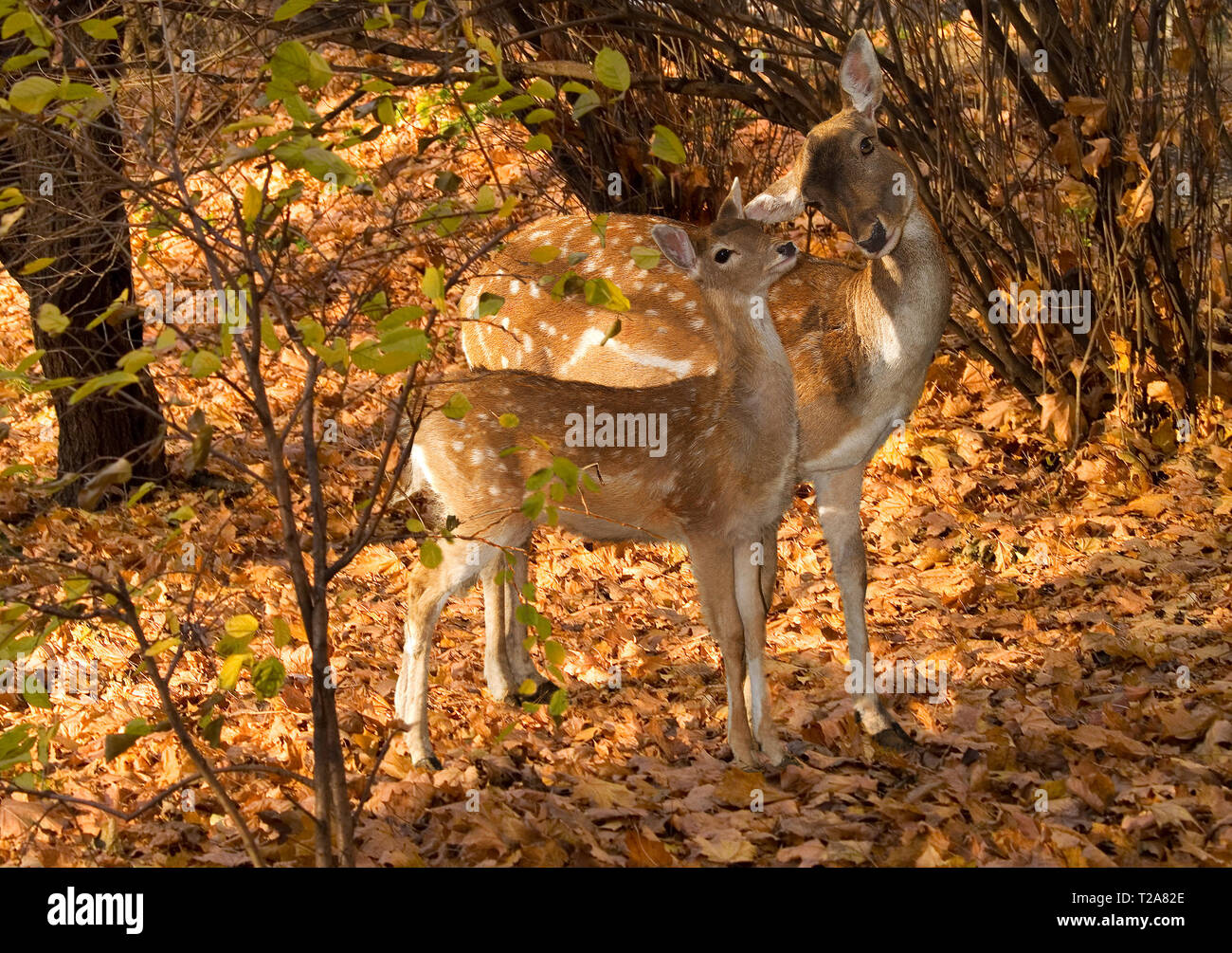 Femme d'un cerf tacheté avec un olenenok dans la forêt d'automne. L'Europe. L'Ukraine. Kharkiv. zoo. format horizontal. Cervus nippon. Banque D'Images