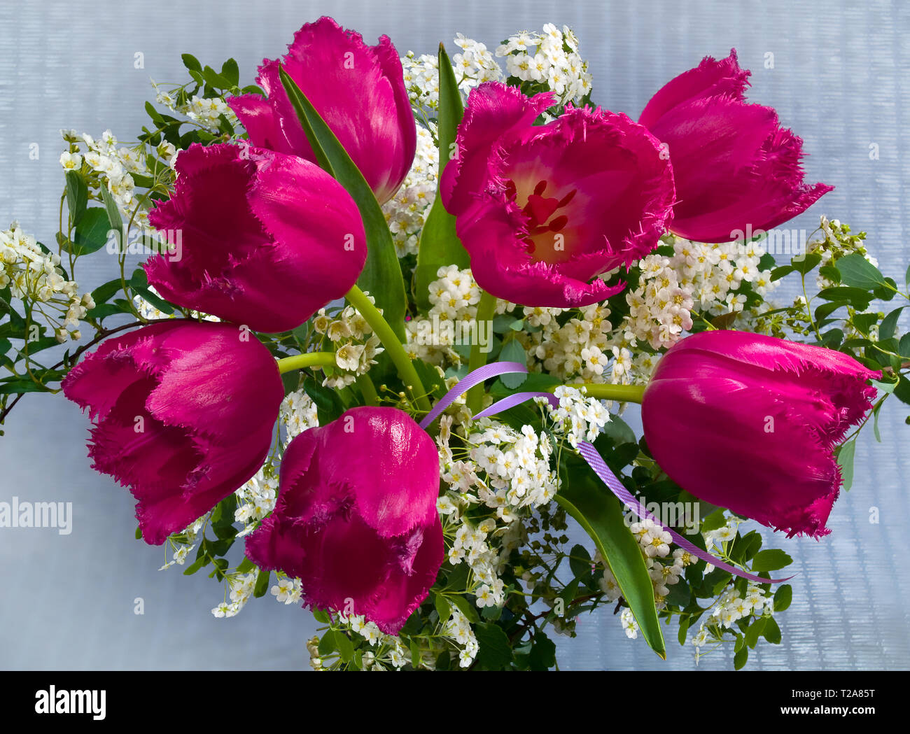 Bouquet de fleurs de tulipes roses et les inflorescences спирея sur fond gris format horizontal. Banque D'Images
