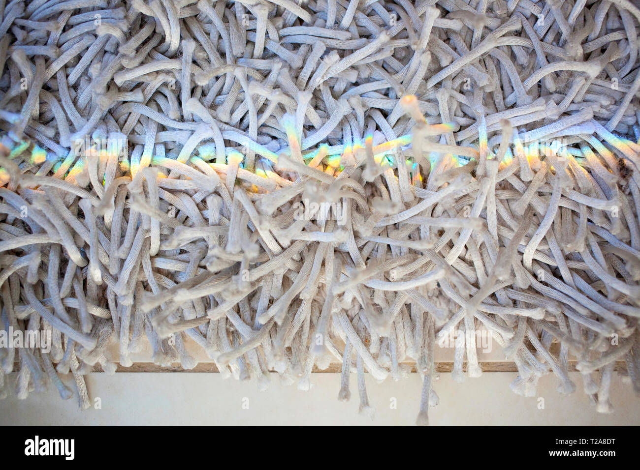 Un éclat de lumière arc-en-ciel sur un tapis moelleux Banque D'Images