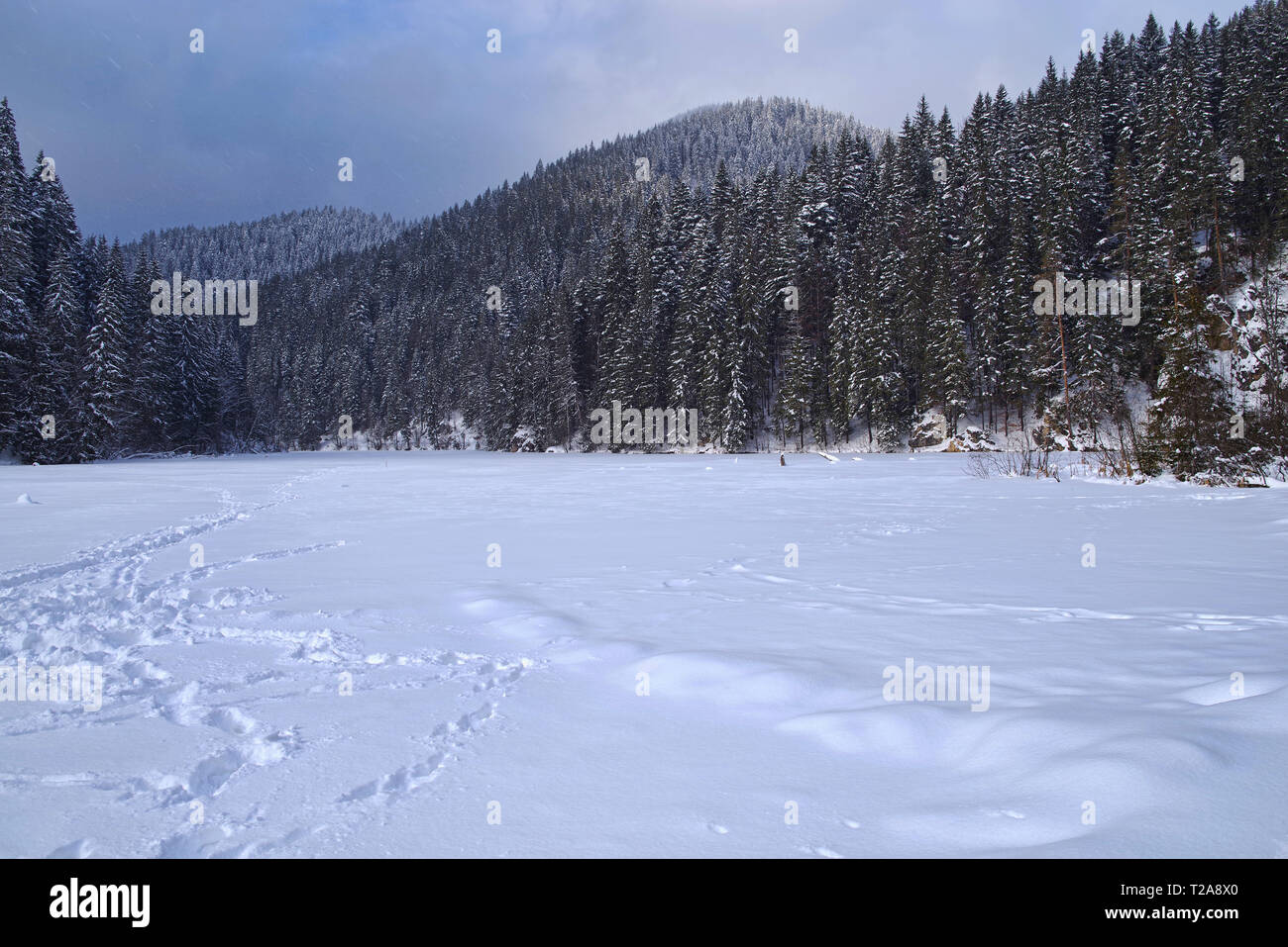 Lac gelé dans les montagnes couvertes de neige, le lac rouge en Roumanie, paysage d'hiver. Banque D'Images