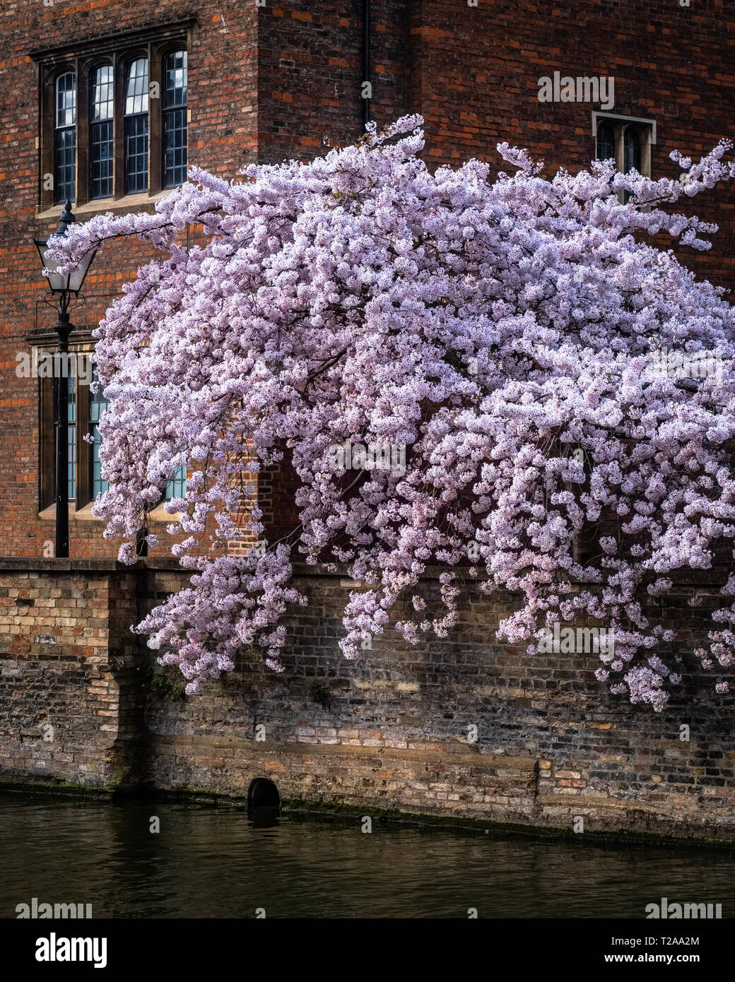 Cambridge, UK : un cerisier en fleurs sur le côté de la rivière Cam. Banque D'Images