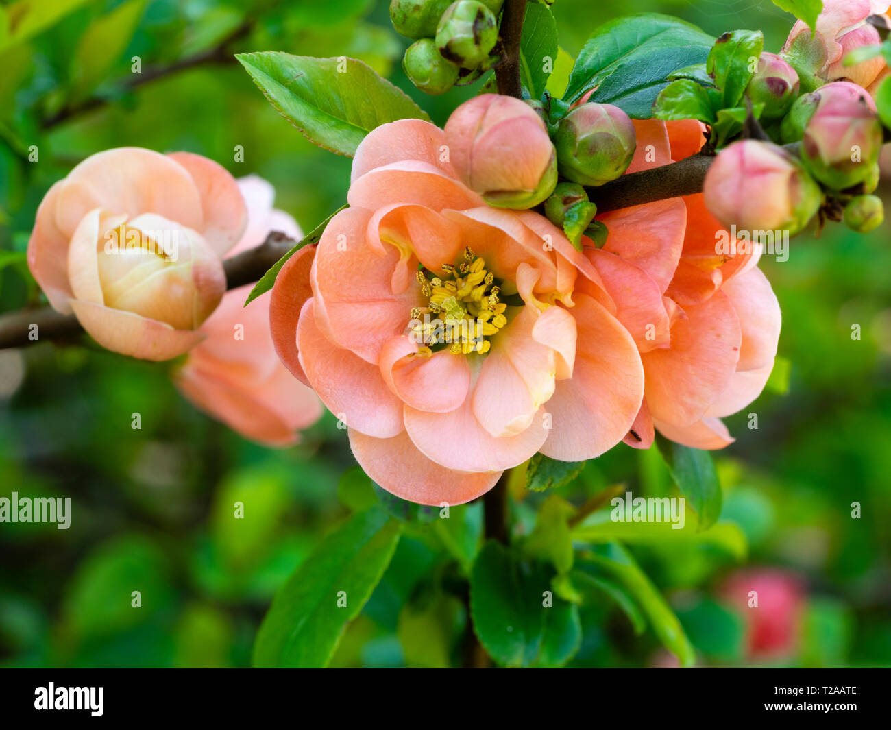 Rose Corail, au début du printemps des fleurs de la semi double de coing japonais d'ornement, Chaenomeles x speciosa 'Geisha Girl' Banque D'Images
