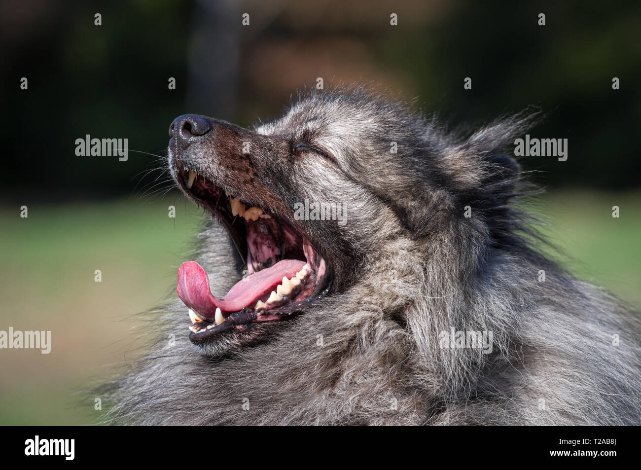 Wolfsspitz (Keeshond) mâle le bâillement Banque D'Images