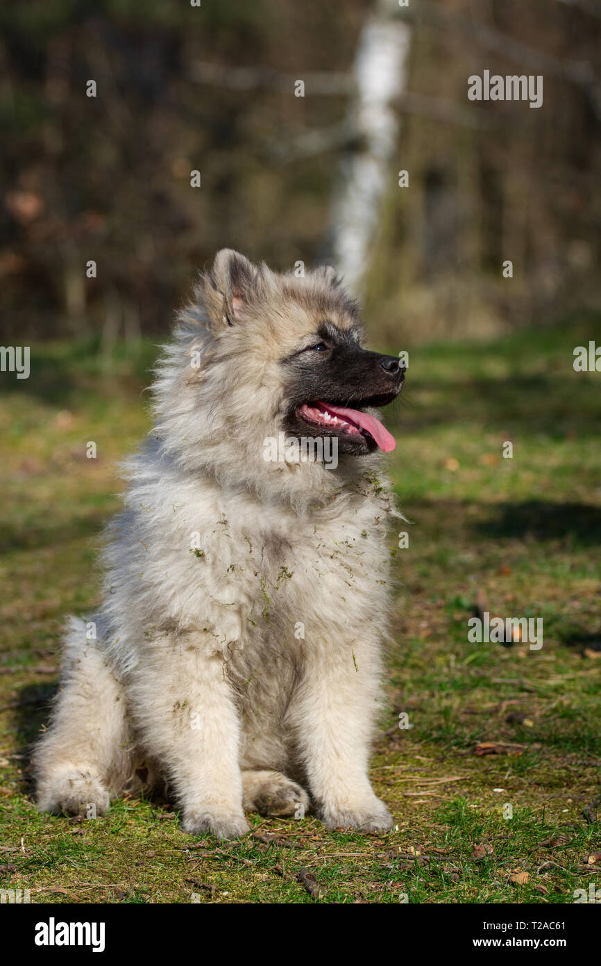 Wolfsspitz (Keeshond) puppy sitting Banque D'Images