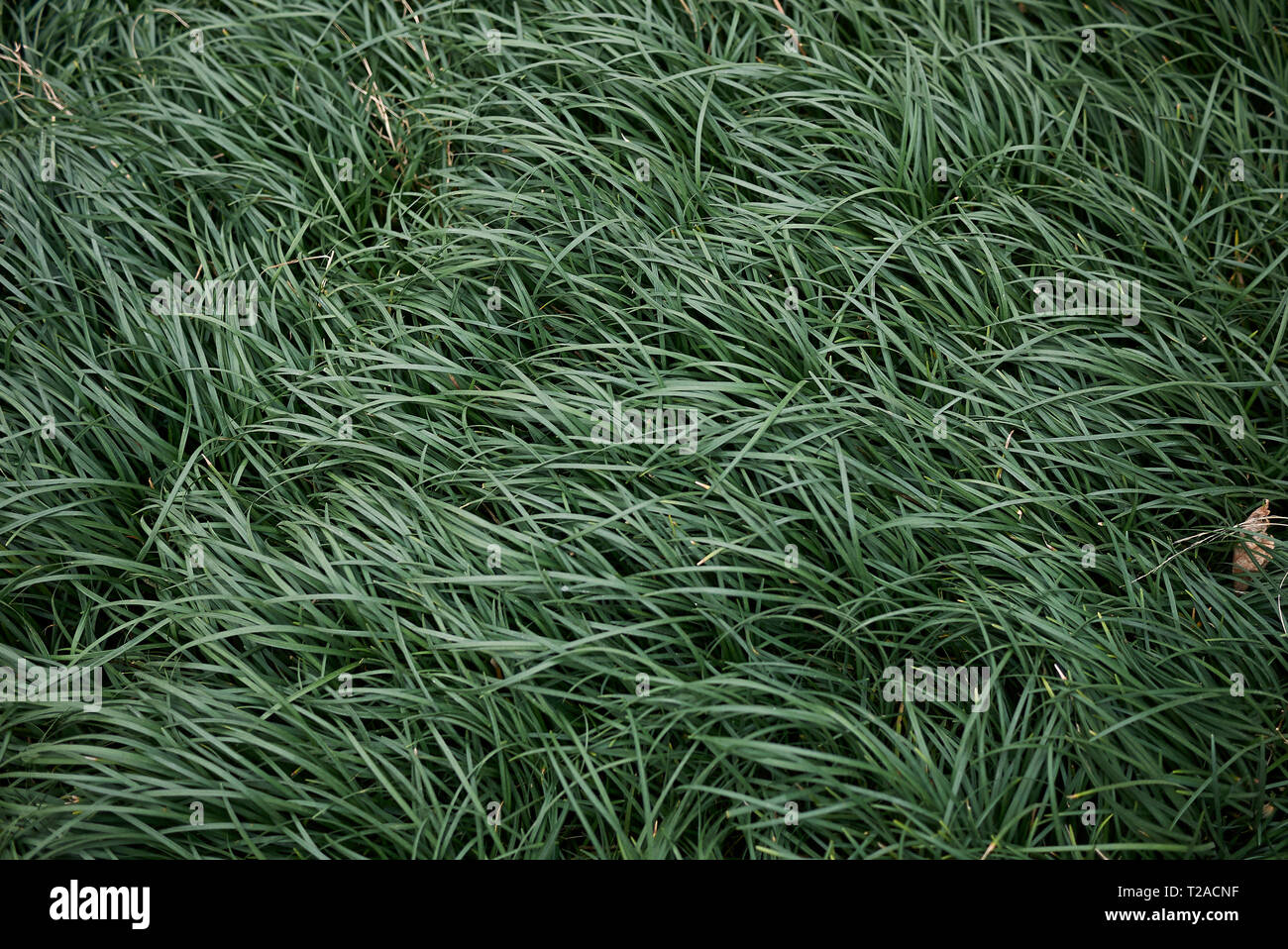 Ophiopogon japonicus background Banque D'Images