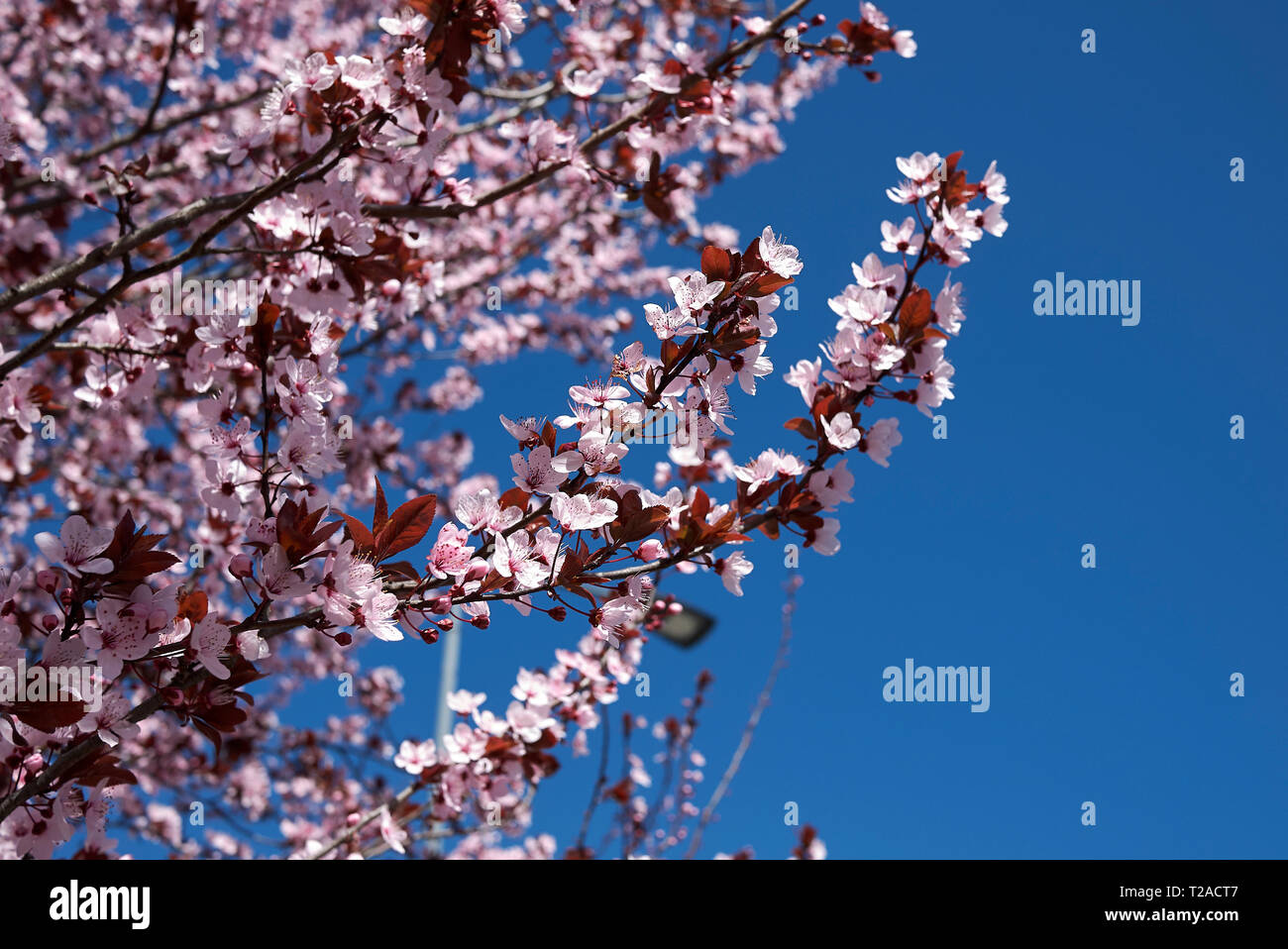 Prunus cerasifera nigra blossom Banque D'Images