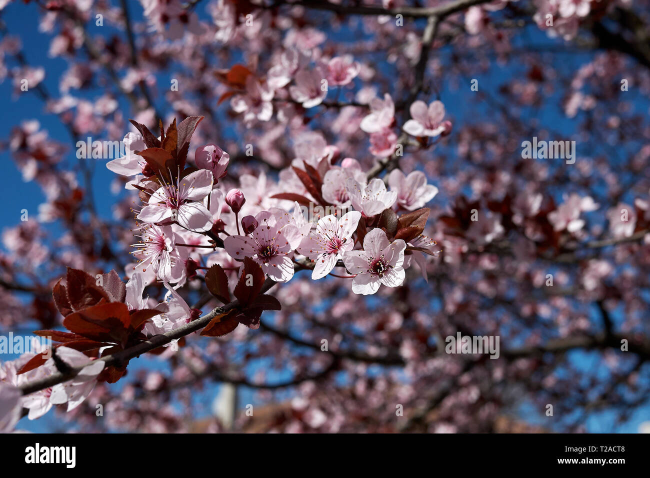 Prunus cerasifera nigra blossom Banque D'Images