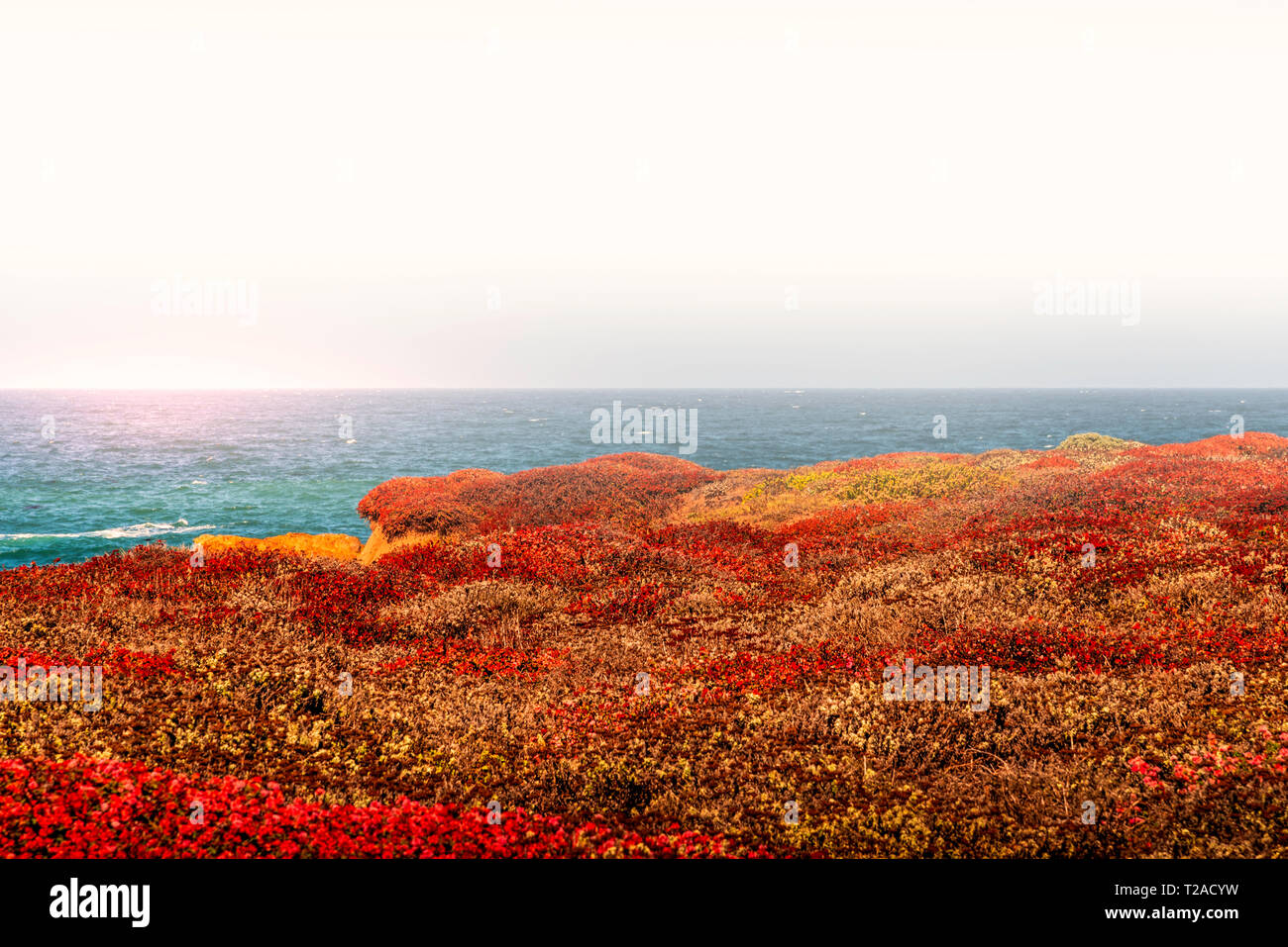 Champs d'automne avec l'océan bleu au-delà sous un ciel brumeux lumineux. Banque D'Images