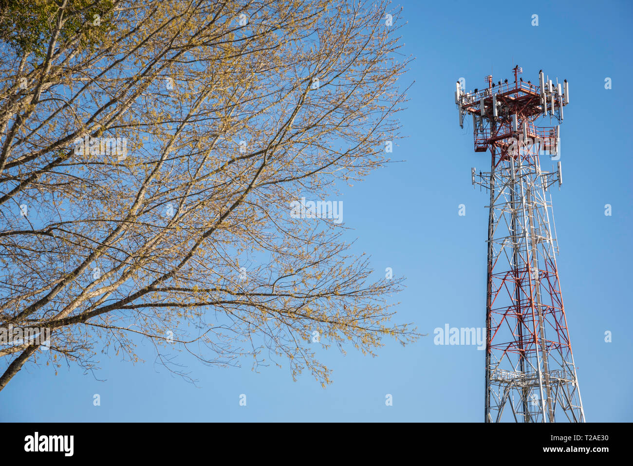 Une tour métallique de téléphone cellulaire indépendante juxtaposée à une partie d'un arbre et posée contre un ciel bleu clair sans nuages. Banque D'Images