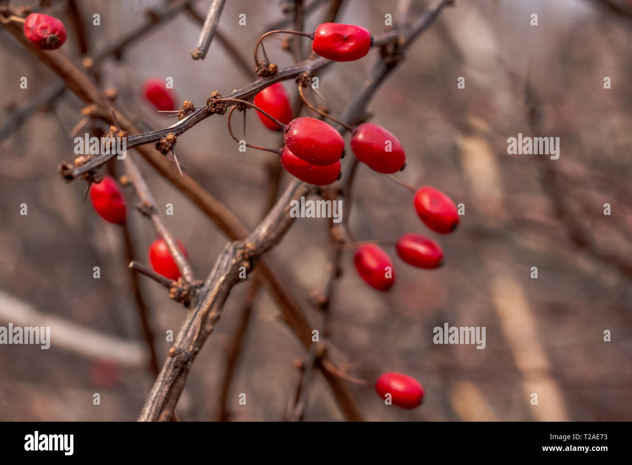 Baies comestibles rouge du célèbre arbuste de l'épine-vinette du Japon sur le figuier de branches d'épines dans la forêt d'hiver. Banque D'Images