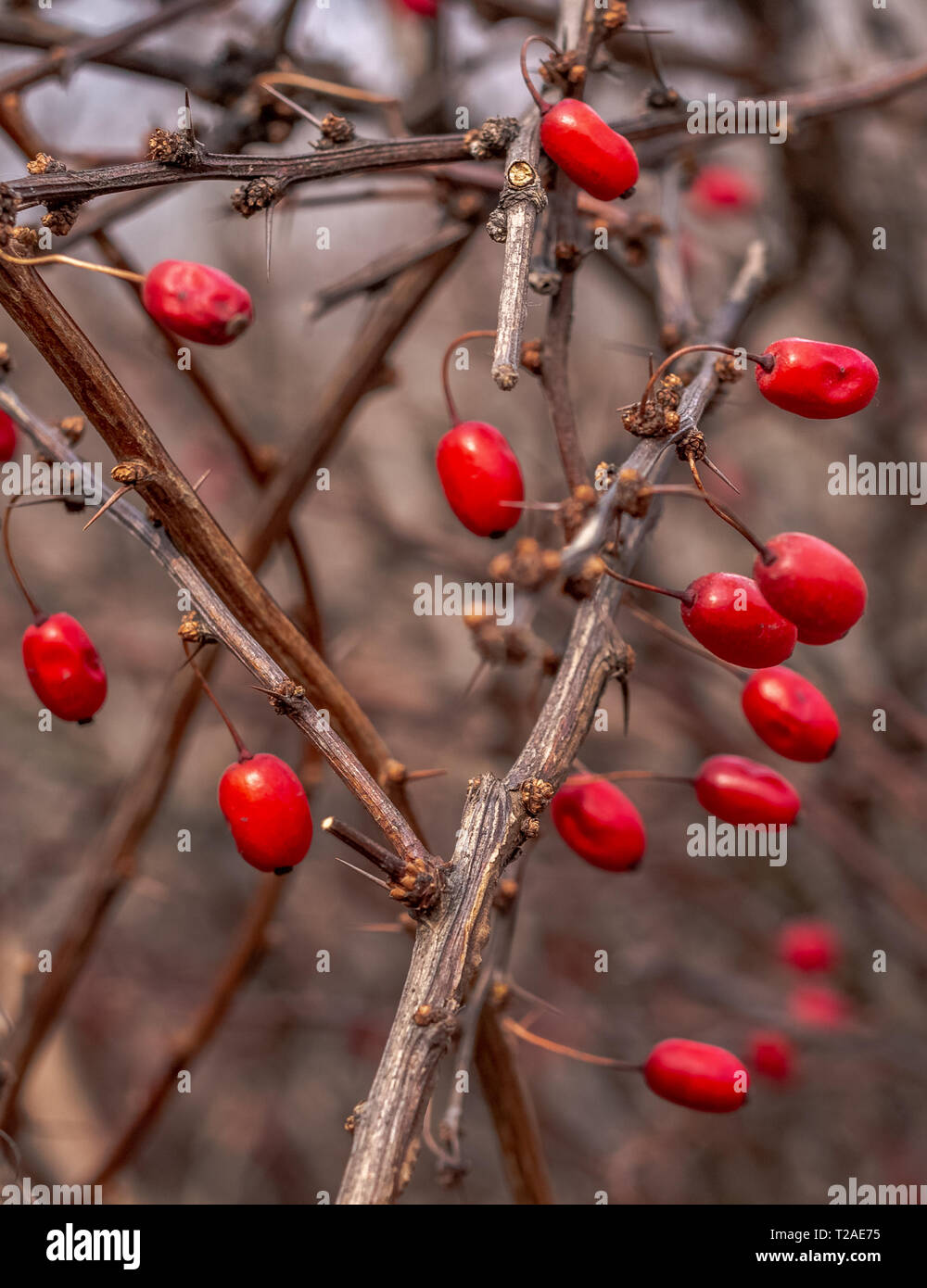 Baies comestibles rouge du célèbre arbuste de l'épine-vinette du Japon sur le figuier de branches d'épines dans la forêt d'hiver. Banque D'Images