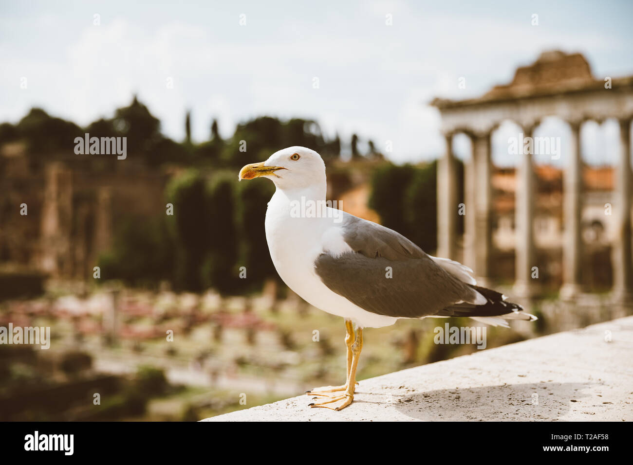 Mouette mélanocéphale coin sur des pierres de forum Romain à Rome, Italie. Arrière-plan avec l'été journée ensoleillée et ciel bleu Banque D'Images