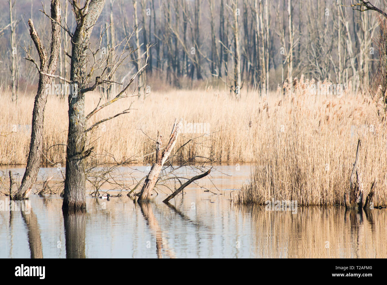 Fishlake meadows Romsey Hampshire Banque D'Images