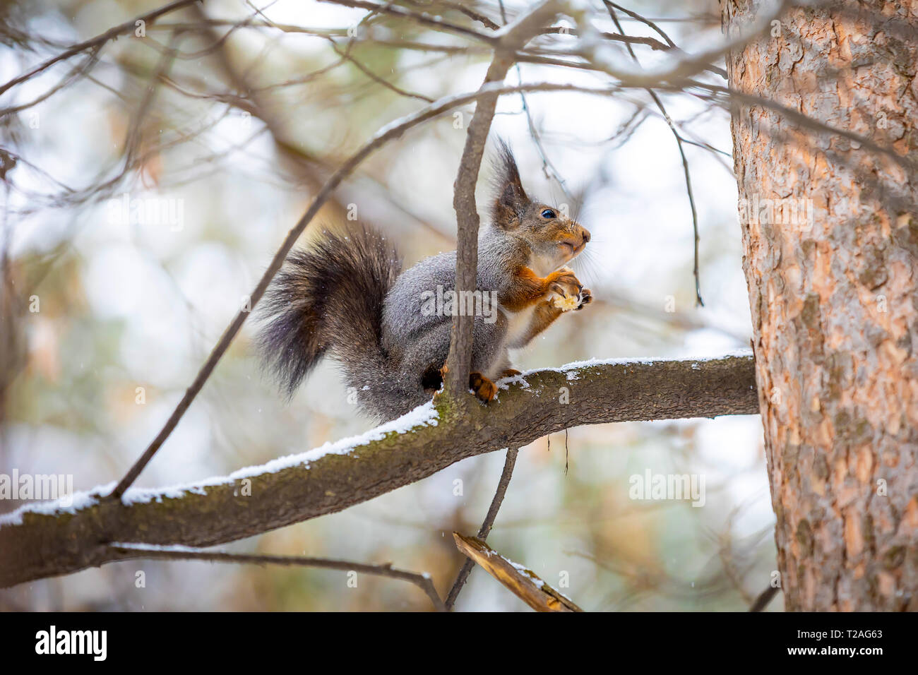 Un gros plan d'un arbre écureuil dans un manteau d'hiver gris, Sibérie, Russie Banque D'Images