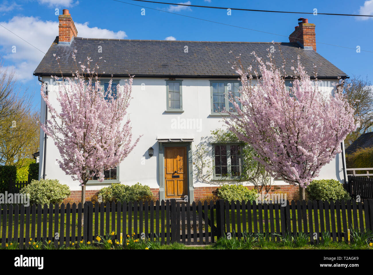 Maison blanche avec deux cerisiers plein de fleurs rose dans le jardin de devant en Angleterre, Royaume-Uni Banque D'Images