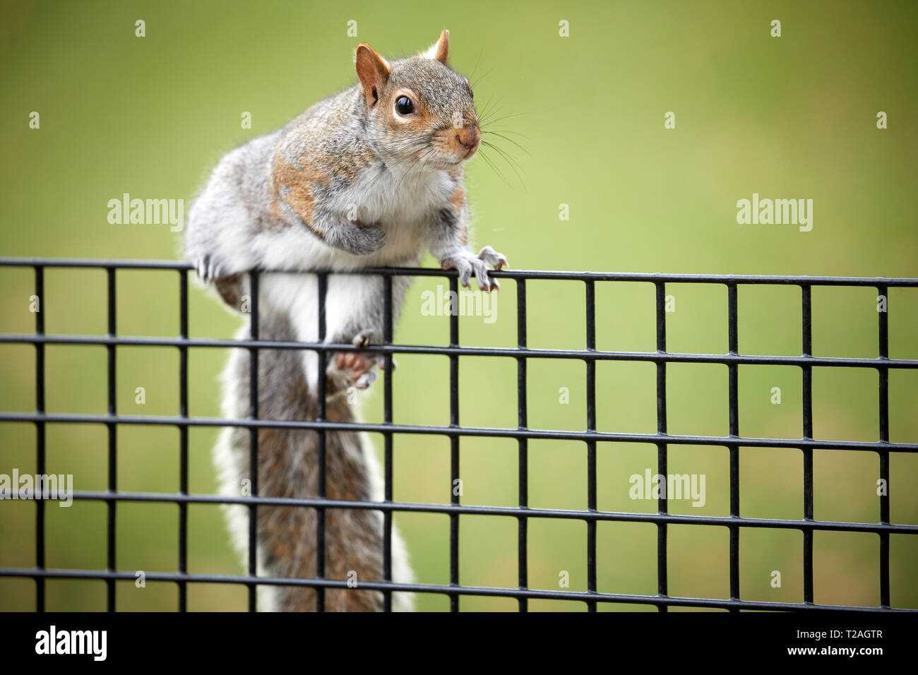 L'écureuil gris ou gris américain considéré comme une espèce invasive en dehors de Manhattan, New York USA Banque D'Images