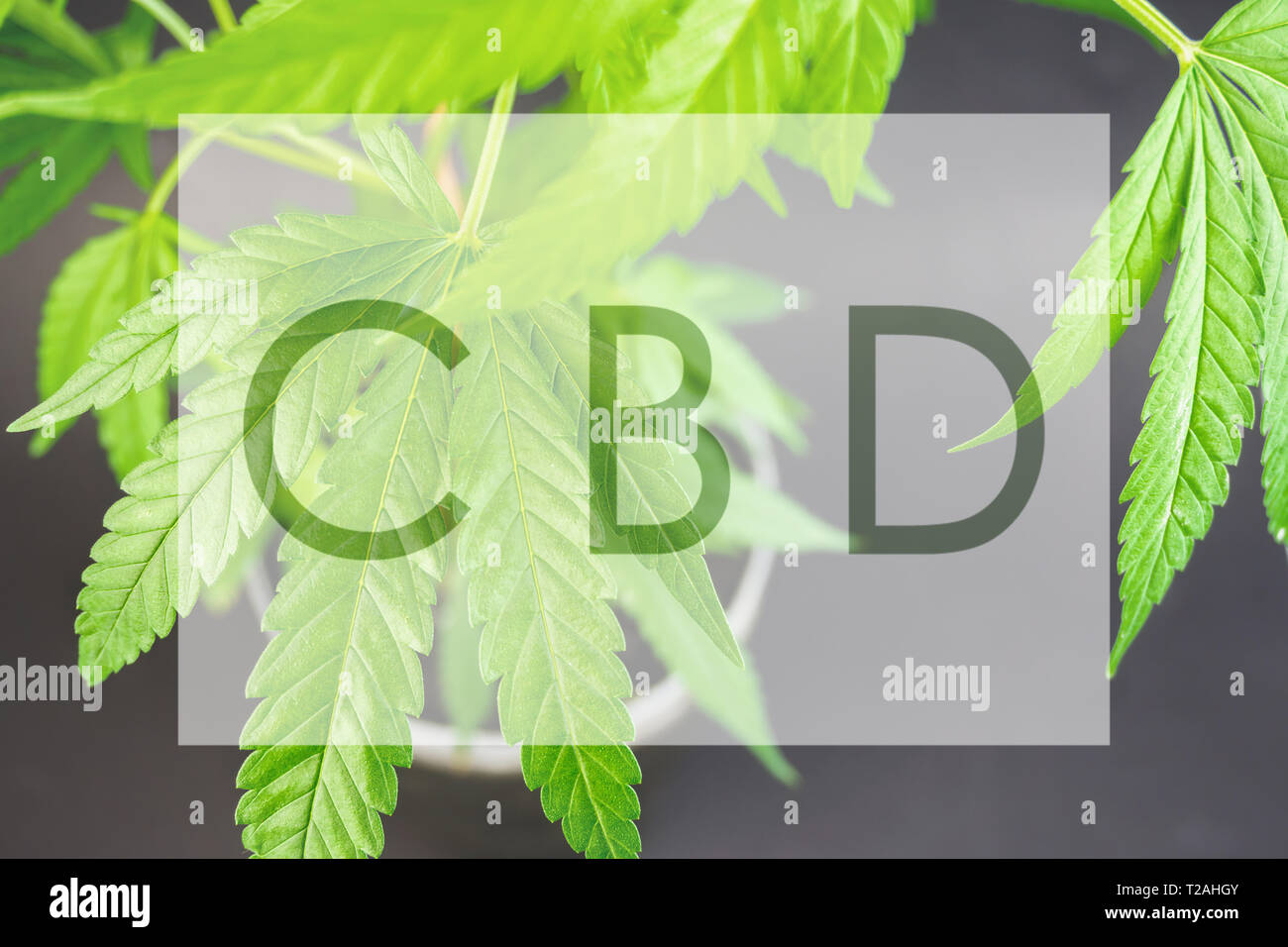 Les jeunes plantes en pot plante de chanvre close up avec châssis lettre de la CDB Banque D'Images