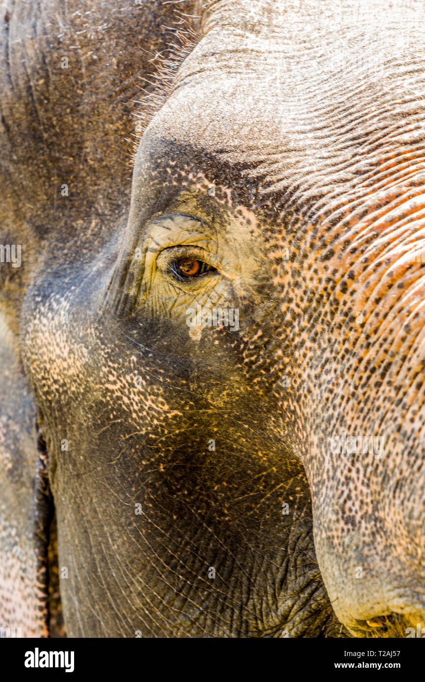 Close up of Indian elephant looking at camera Banque D'Images