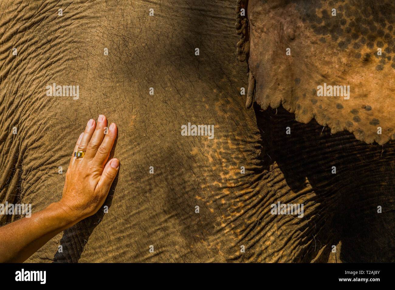 Woman's hand on Indian elephant Banque D'Images