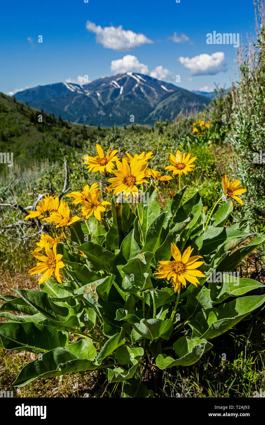 Fleurs jaunes à Sun Valley, Idaho, États-Unis Banque D'Images