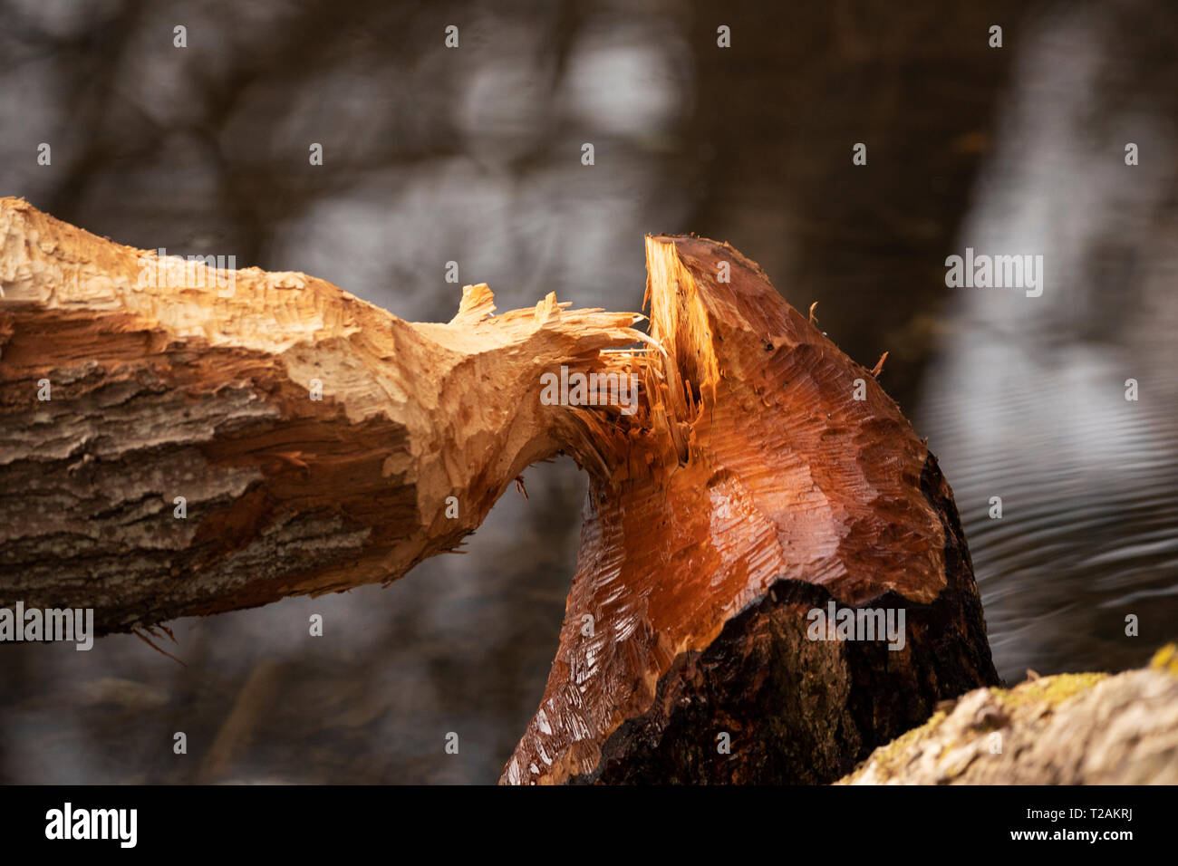 Un gros plan d'un tronc d'arbre rongé par les castors Chez Bowers Springs à Bolton, Massachusetts. Banque D'Images