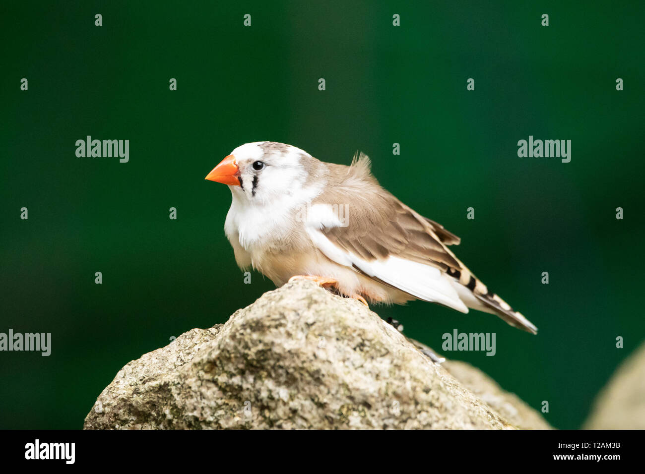 Un zébré finch (Taeniopygia guttata), un oiseau originaire d'Australie centrale, perché sur un rocher sur un fond vert. Banque D'Images