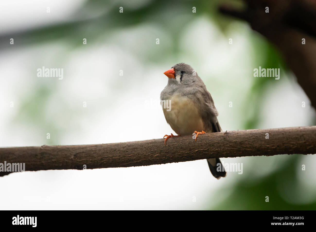 Un zébré finch (Taeniopygia guttata), un oiseau originaire d'Australie centrale, perché sur une branche d'arbre. Banque D'Images