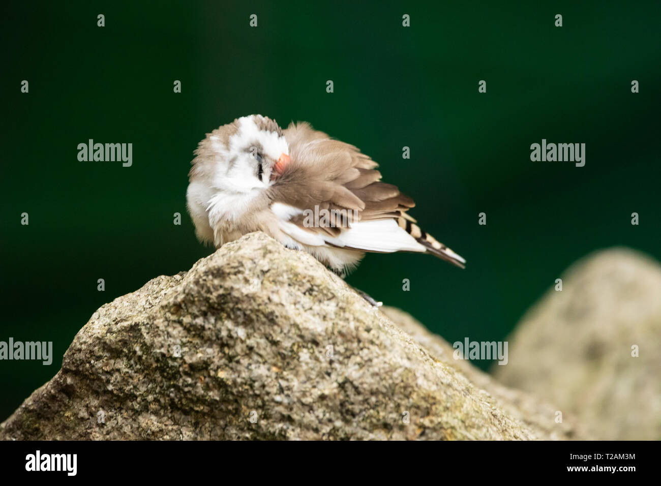 Un zébré finch (Taeniopygia guttata), un oiseau originaire d'Australie centrale, dormant, avec des plumes à volants, perché sur un rocher. Banque D'Images