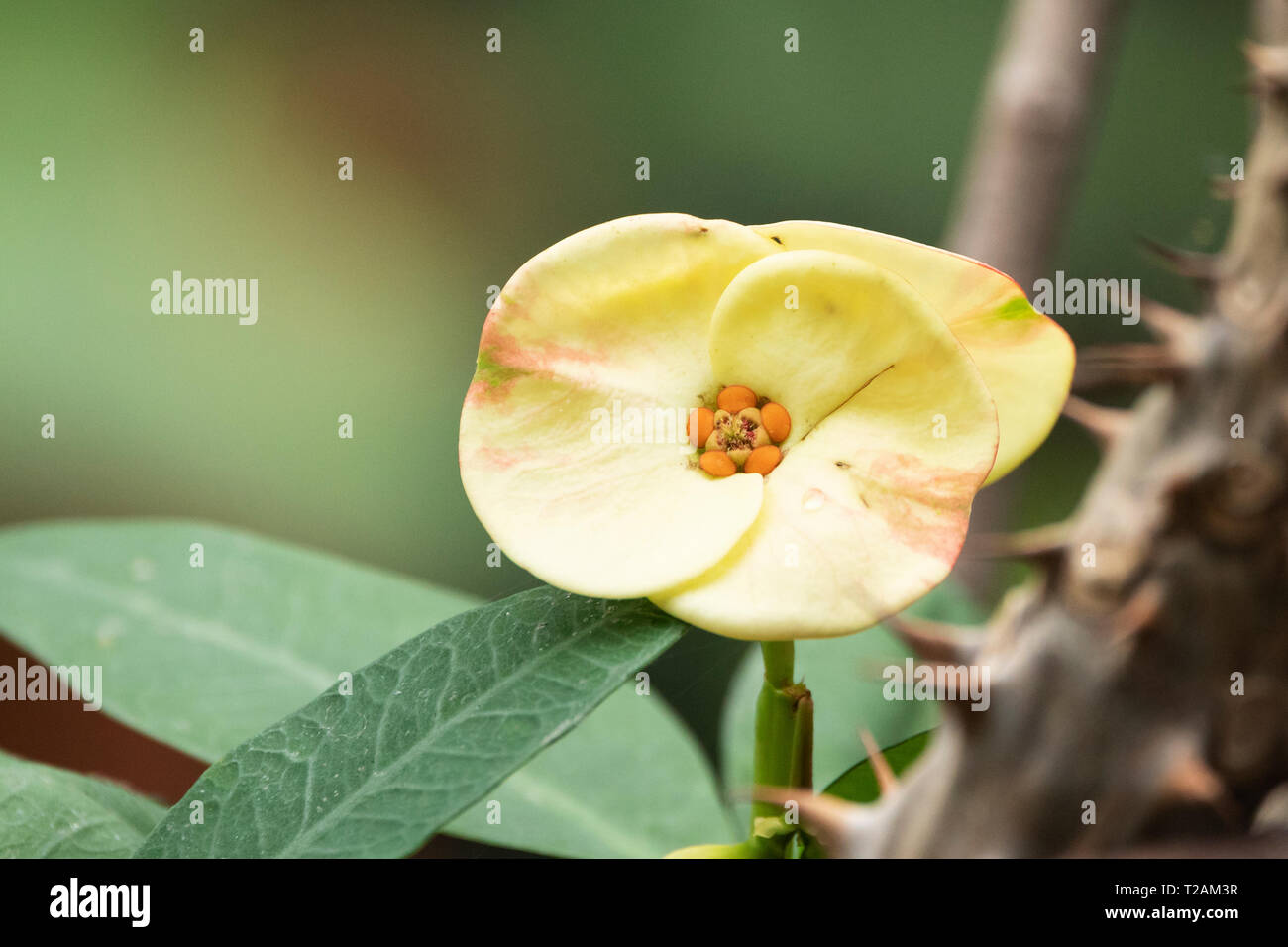 Un gros plan d'une fleur jaune d'Euphorbia milii, également connue sous le nom de couronne d'épines, plante du Christ, ou épine du Christ, un arbuste dans la famille de l'épi. Banque D'Images