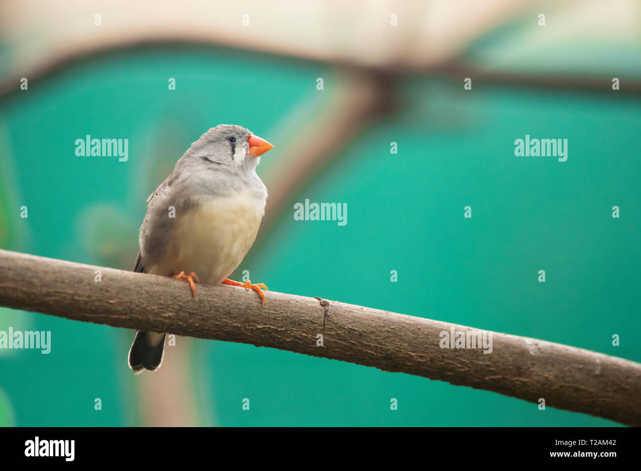 Un zébré finch (Taeniopygia guttata), un oiseau originaire d'Australie centrale, perché sur une branche sur un fond vert. Banque D'Images