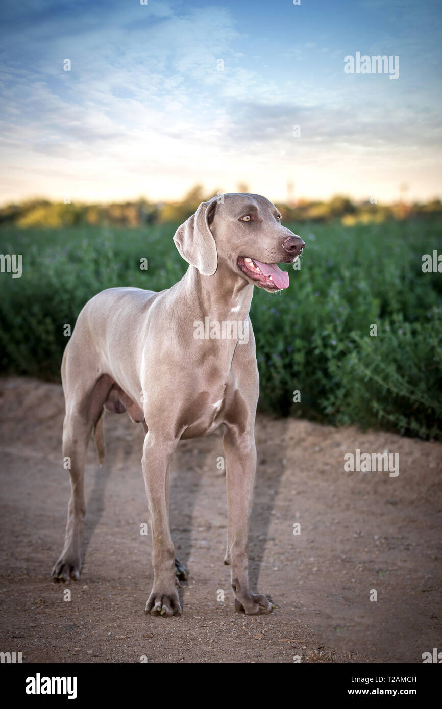 Braque de chien / gris / Grey Ghost hound isolated Banque D'Images
