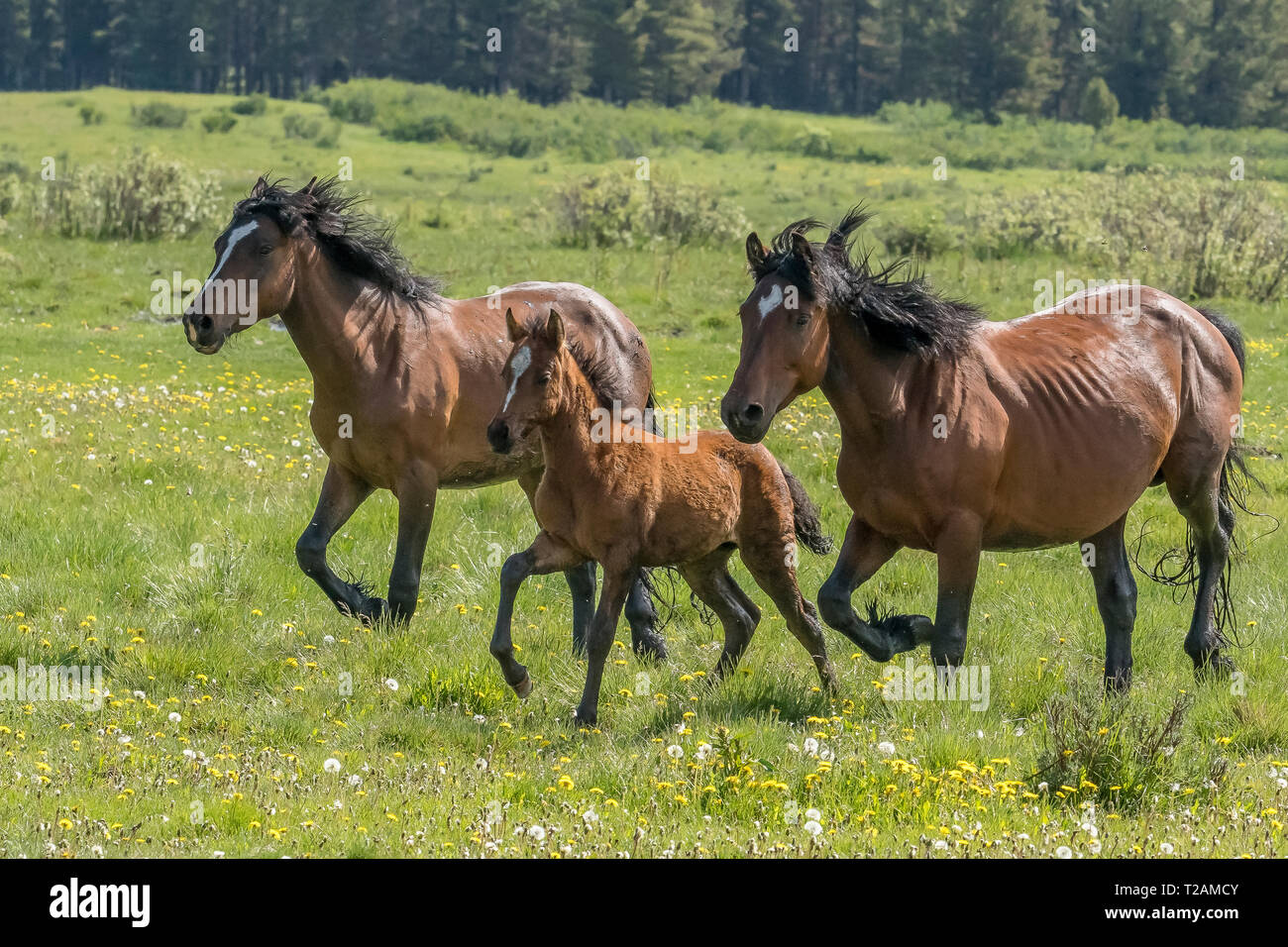 Wild/chevaux sauvages vivent dans les Montagnes Rocheuses du Canada dans la province de l'Alberta. L'étalon et la jument parade avec leur jeune poulain dans la luxuriante g Banque D'Images