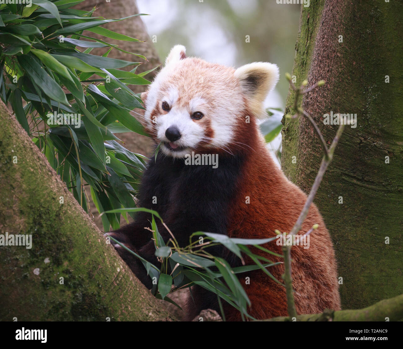 Parc animalier Red panda Cotswold. Banque D'Images