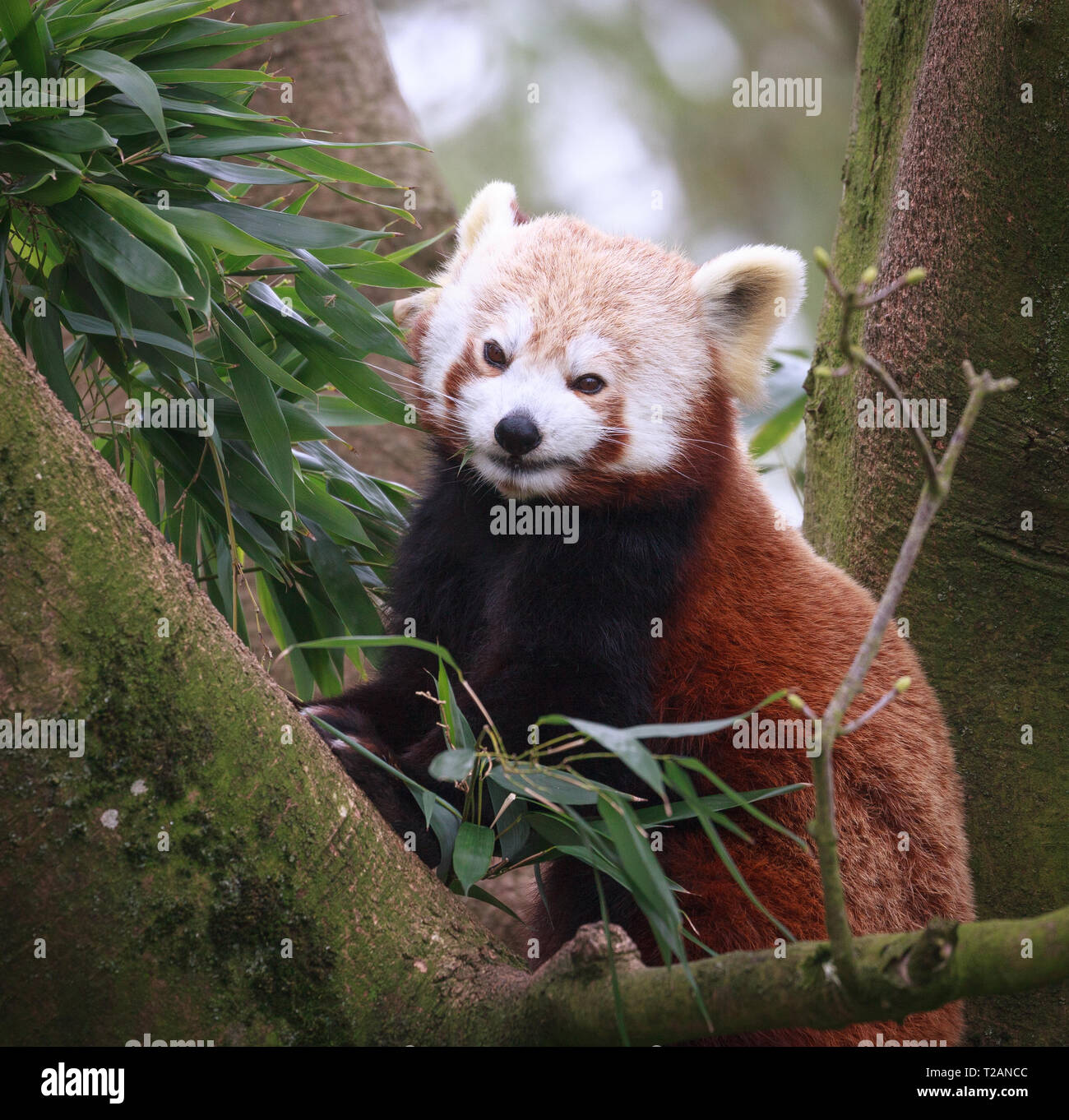 Parc animalier Red panda Cotswold. Banque D'Images