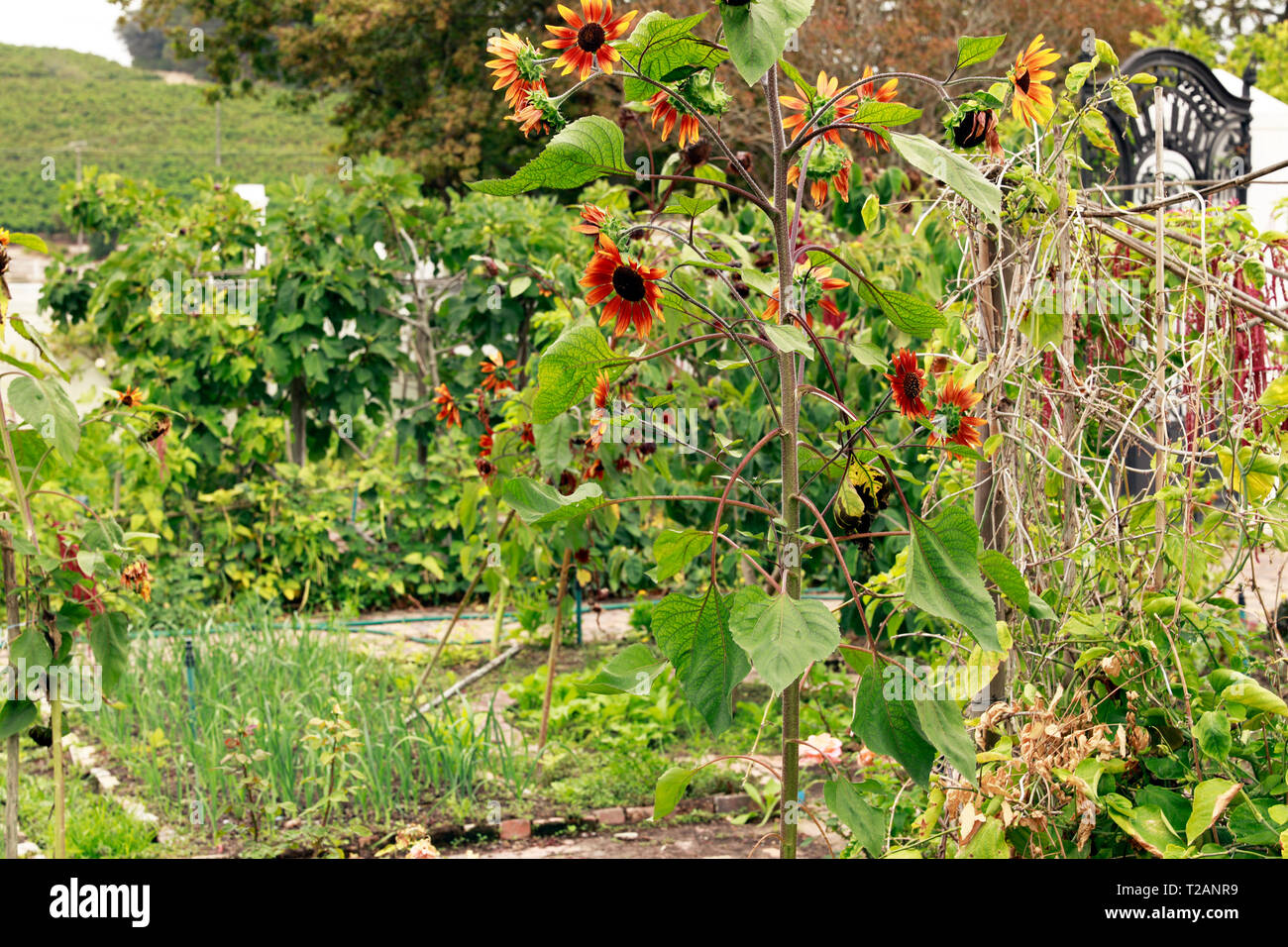 Le potager à Spier Wine Farm , Stellenbosch, Province de Western Cape, Afrique du Sud. Banque D'Images