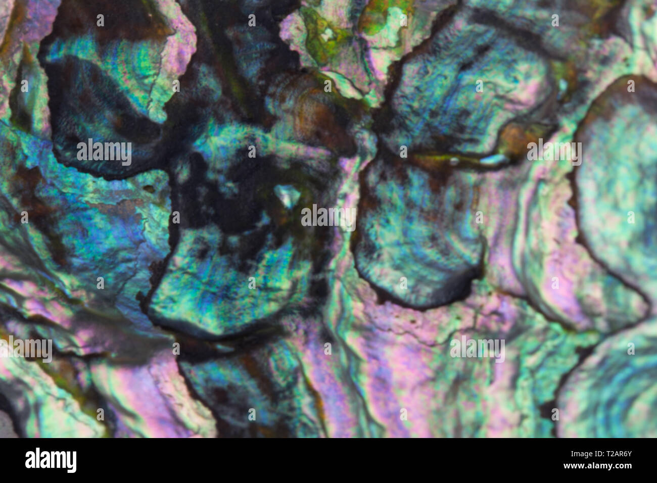 Résumé arrière-plan flou avec perle de nacre, avec texture nacrée lilas, mauve, bleu et des tons turquoise - paua coquillages Banque D'Images