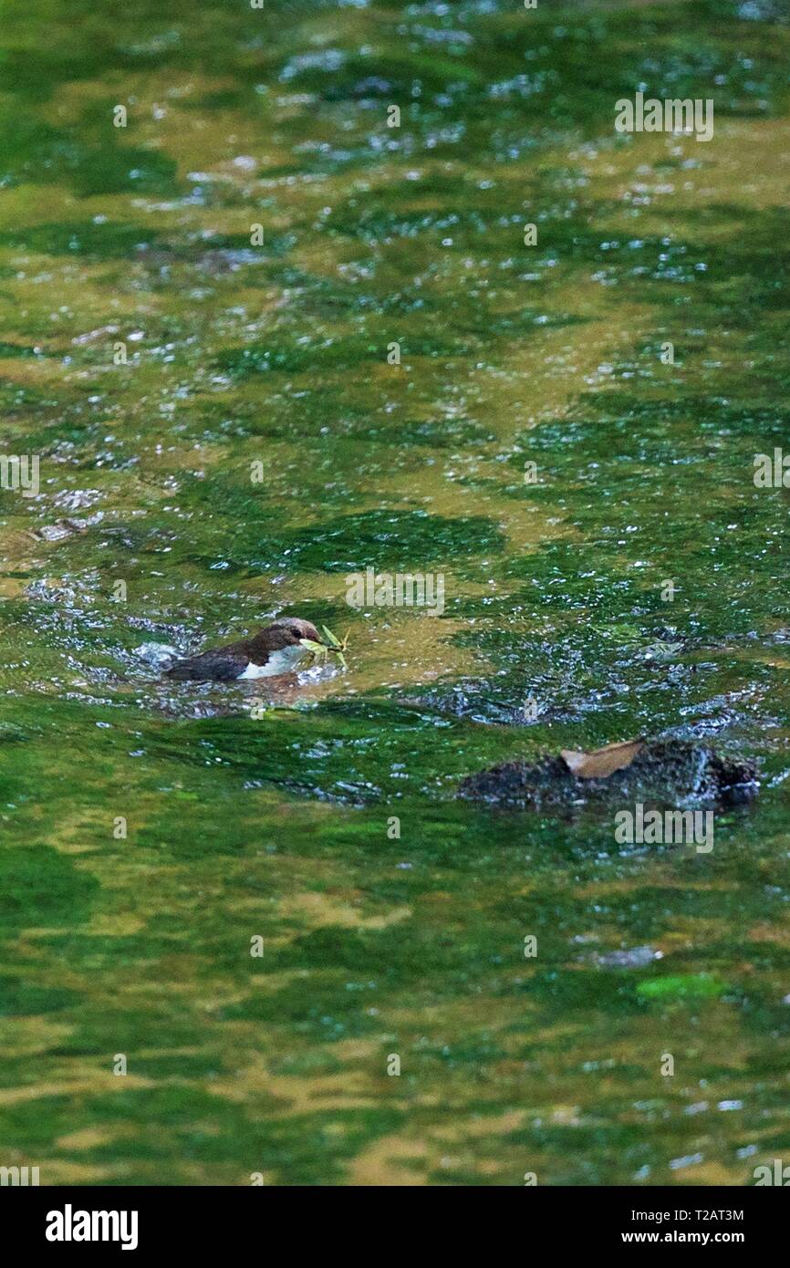 (Cinclus cinclus balancier commune) baignade en rivière avec des larves de phrygane dans le projet de loi, Hesse, Allemagne | conditions dans le monde entier Banque D'Images