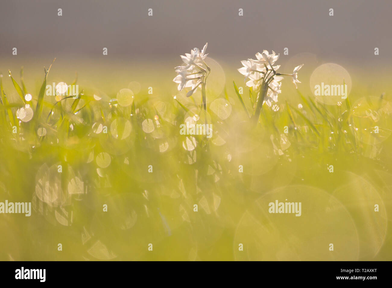 La JONQUILLE Narcissus tazetta (commune) photographié en Israël, en janvier Banque D'Images