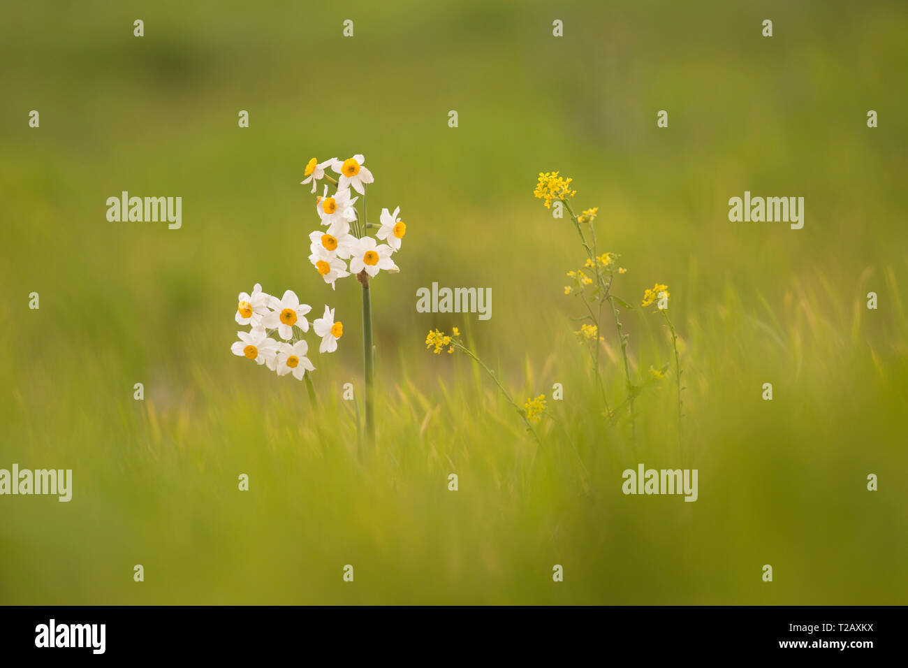 La JONQUILLE Narcissus tazetta (commune) photographié en Israël, en janvier Banque D'Images