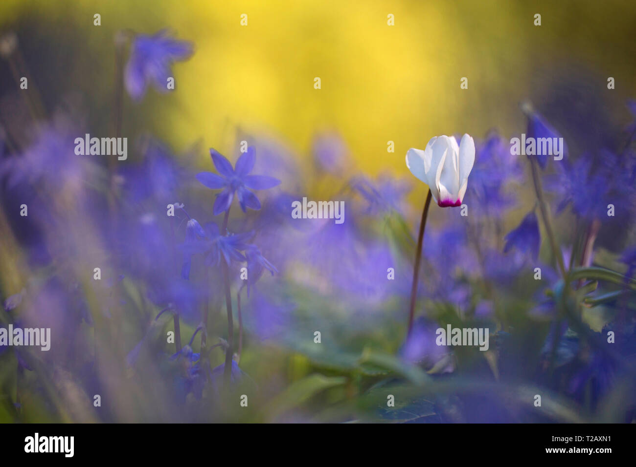 Sur un seul point sélective Violet Persique (Cyclamen persicum) avec un flou fond violet, photographié en Israël en février Banque D'Images