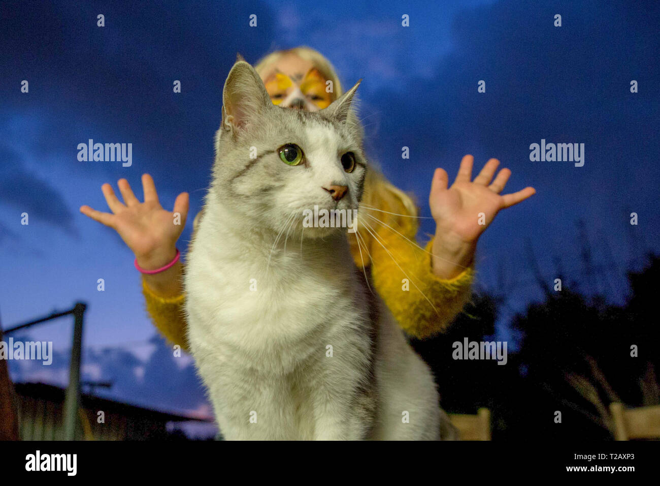 Jeune fille avec tiger masque maquillage essaie d'effrayer son chat avant d'aller à une fête de Pourim modèle publié. Banque D'Images