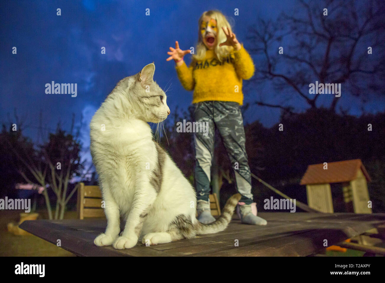 Jeune fille avec tiger masque maquillage essaie d'effrayer son chat avant d'aller à une fête de Pourim modèle publié. Banque D'Images