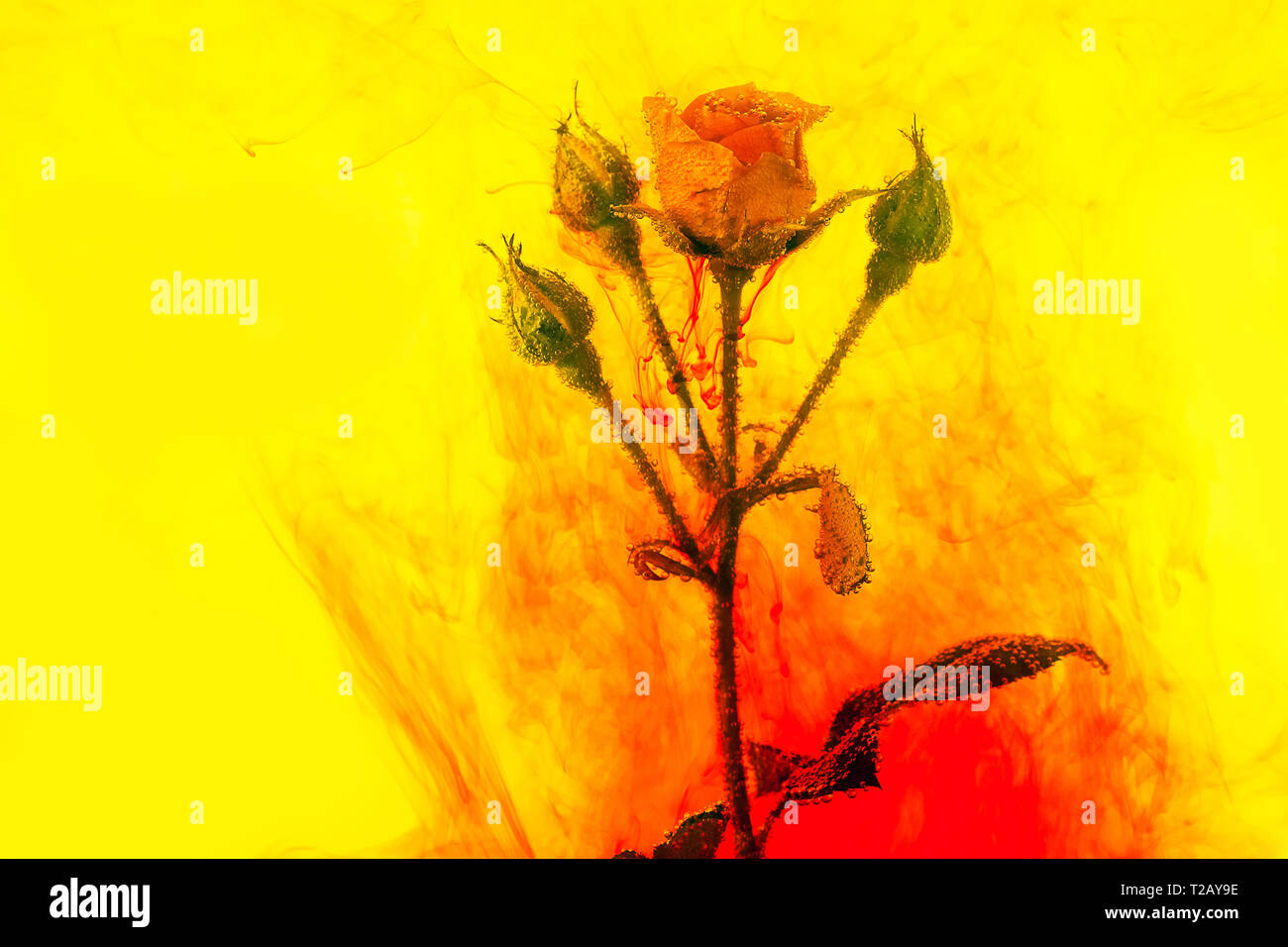 Rose rose à l'intérieur dans l'eau jaune avec des couleurs acrylique rouge. Style d'aquarelle et de l'abrégé de droit de rose rouge. Banque D'Images