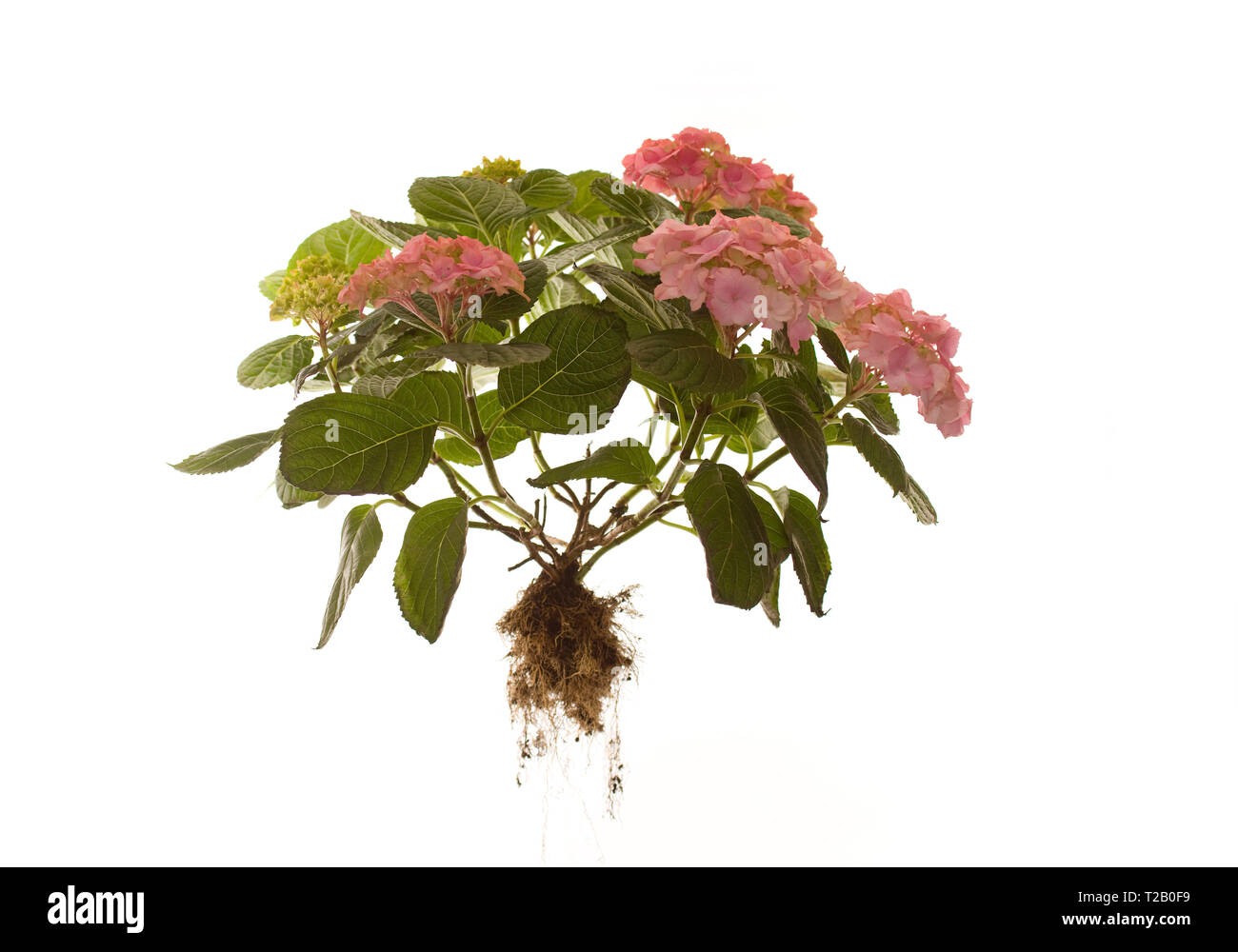 Ensemble de l'Hydrangea macrophylla Rosita isolé sur fond blanc Banque D'Images