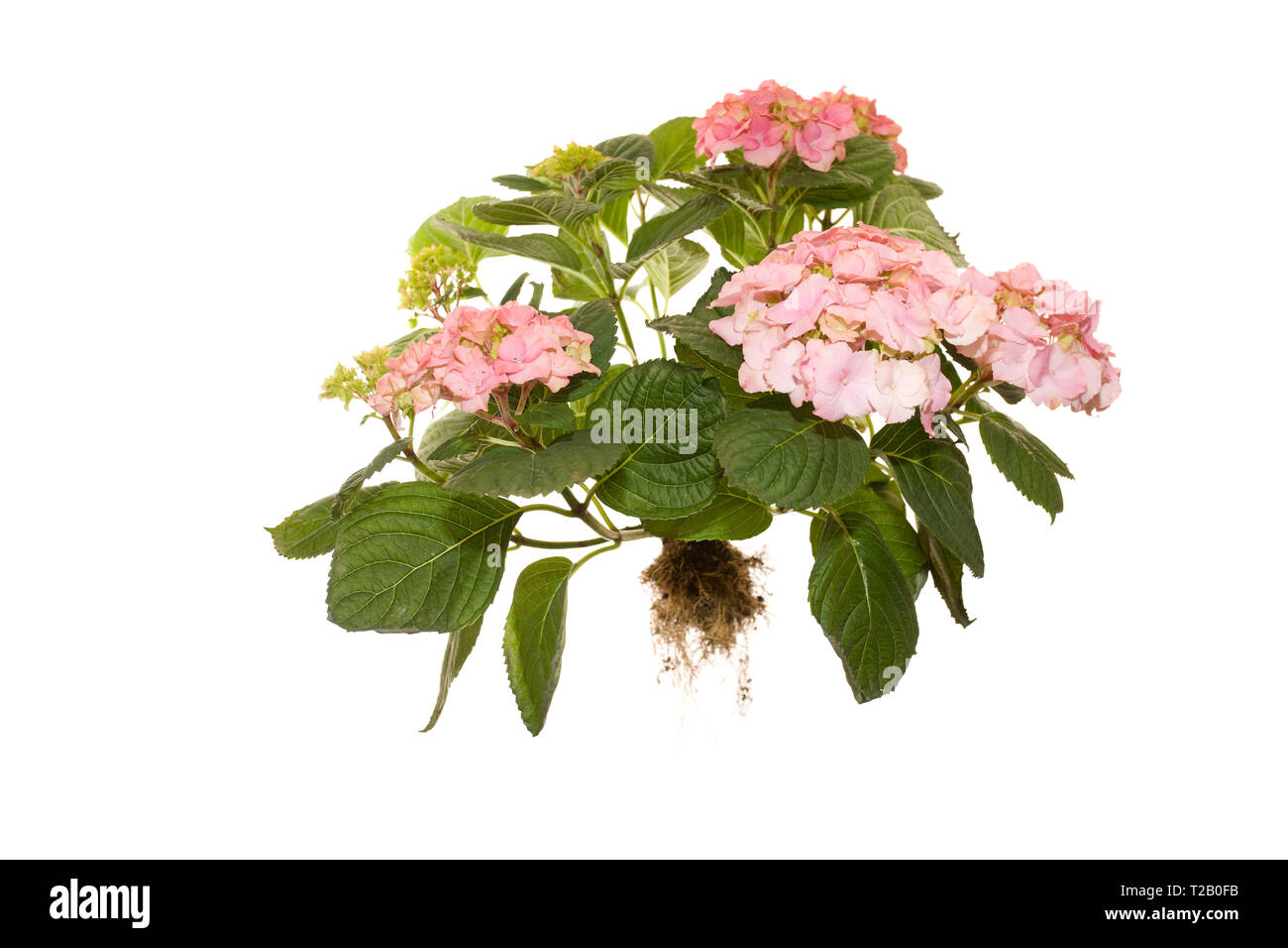 Ensemble de la floraison Hydrangea macrophylla rosita sur fond blanc isolé Banque D'Images