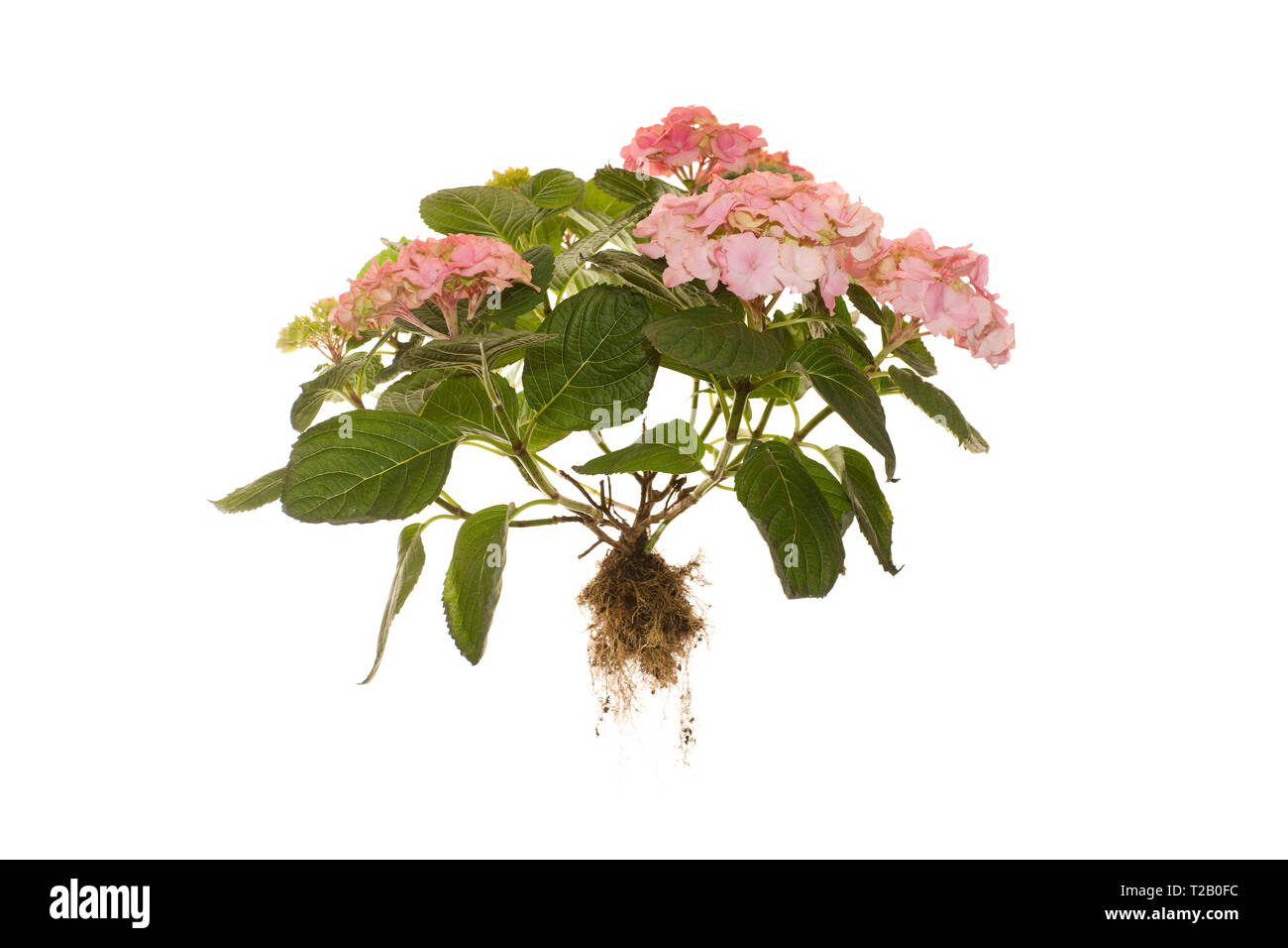 Ensemble de l'Hydrangea macrophylla Rosita plante avec des racines sur ilsoted fond blanc Banque D'Images