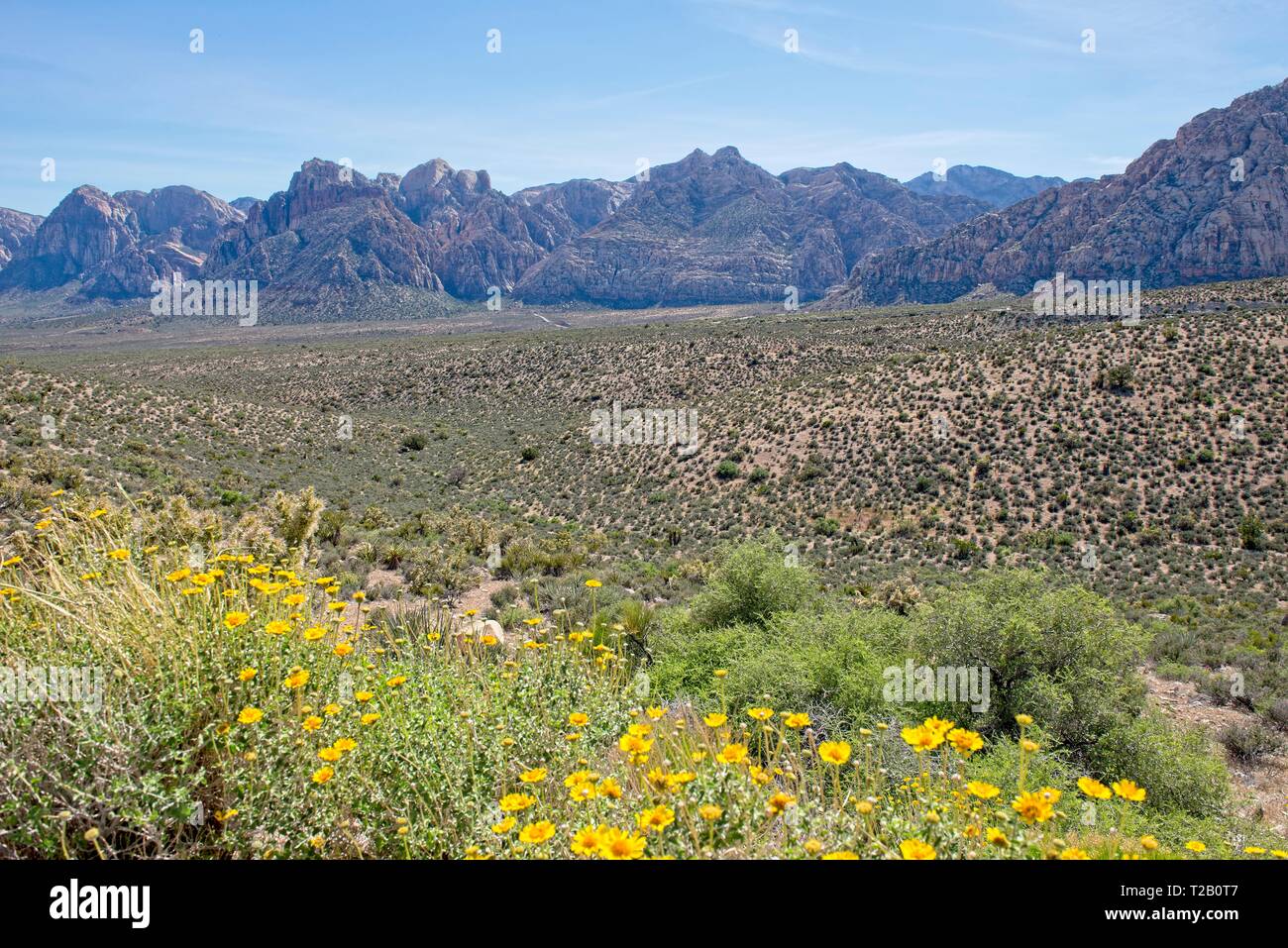 Désert tentaculaire de fleurs sauvages et une vue sur la montagne dans le Red Rock Canyon Nature Conservancy Banque D'Images